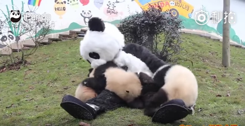 飼育員はパンダ着ぐるみ着用 自然保護区で育つ子パンダたちの癒し動画 Joy News