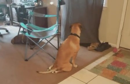 うちの犬 座り方が変 ジャパニーズ正座する犬が話題に Joy News うちの犬 座り方が変 ジャパニーズ正座する犬が話題に Joy News
