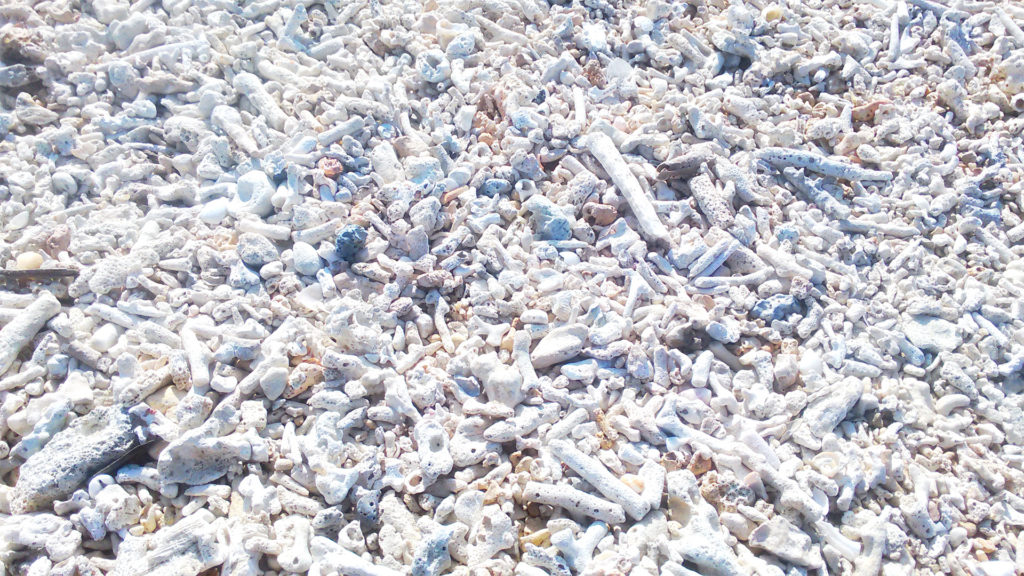 珊瑚のかけらが散らばるビーチ 商用利用可なフリー画像素材 国映館