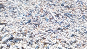 珊瑚のかけらが散らばるビーチ
