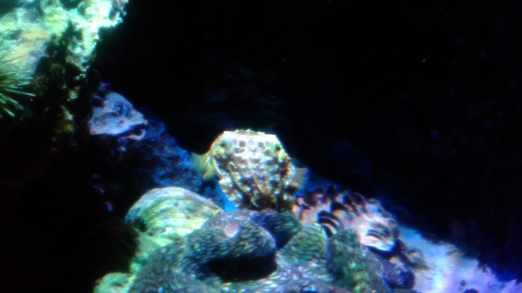 沖縄美ら海水族館で見られる海の生き物