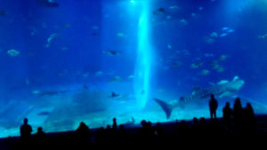 沖縄美ら海水族館・巨大水槽「黒潮の海」