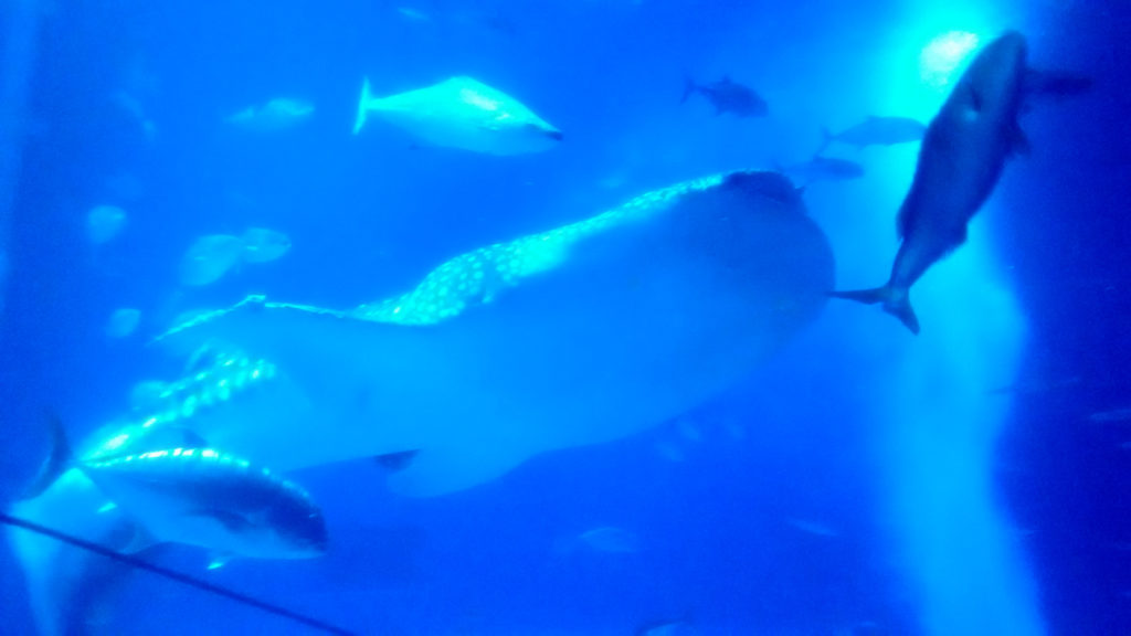 沖縄美ら海水族館のジンベイザメ巨大水槽
