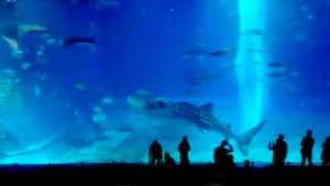 沖縄美ら海水族館・巨大水槽「黒潮の海」を眺める人々